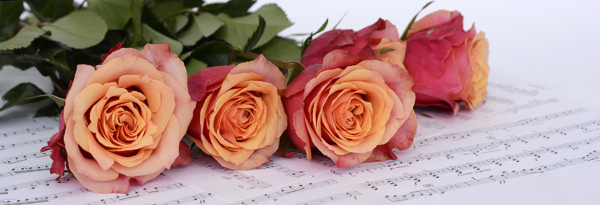 roses-2366341_1920