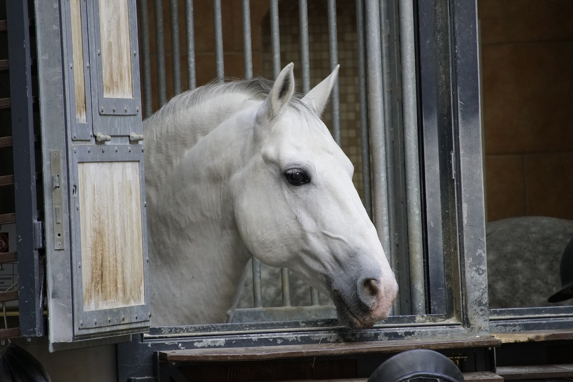 white horse austria
